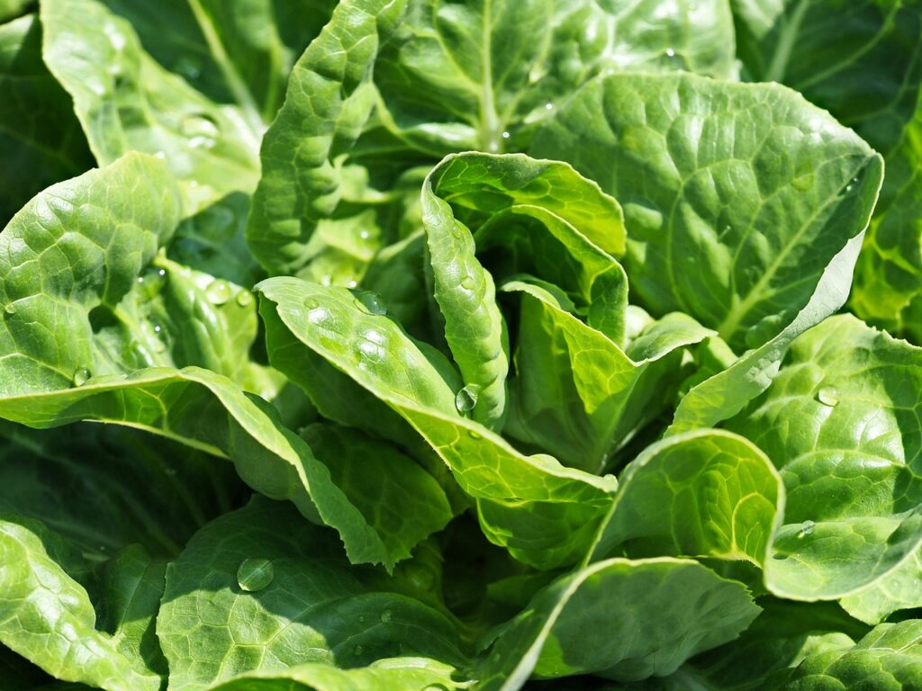 combien de salade verte pour 10 personnes